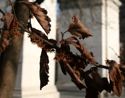 Arch & Foliage