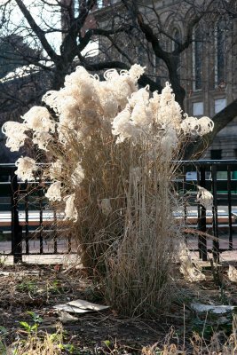 Pampas Grass at the Bocce Ball Garden