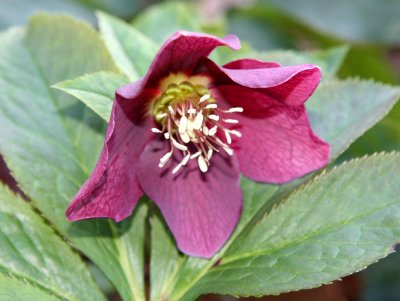 Magenta Lenten Rose - Helleborus orientalis