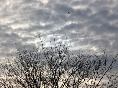 Sun Over Cherry Tree, Bird Over Sun, All in Clouds