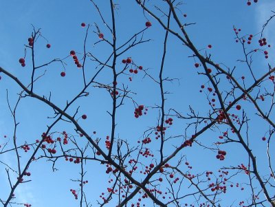 Hawthorne Berries - NYU Medical Center