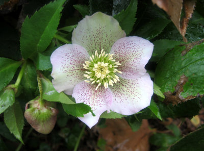Helleborus orientalis or Lenten Rose