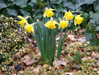 Early Blooming Daffodils