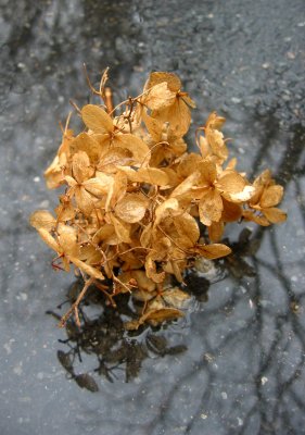 Hydrangea Blossom in a Rain Puddle