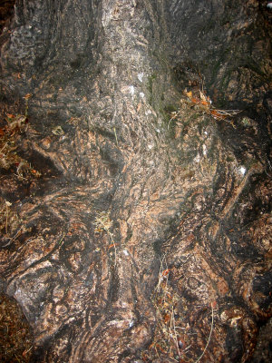 Locust Tree Trunk