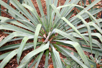 Yucca