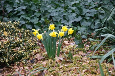 Early Blooming Daffodils
