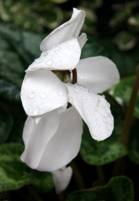 White Cyclamen with Rain Drops