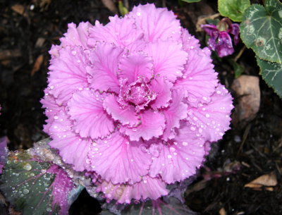 Ornamental Cabbage with Rain Drops