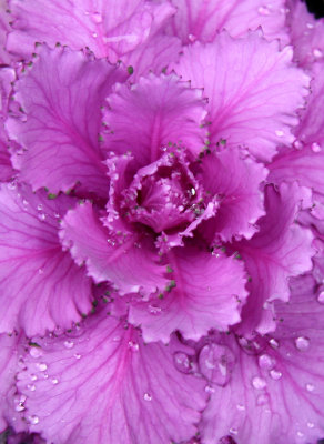 Ornamental Cabbage with Rain Drops
