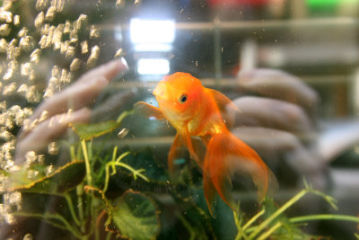 Window Fish Tank & Goldfish