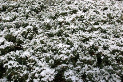 First Snow of the Season - Juniper Bushes