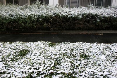 First Snow of the Season - Ivy & Juniper