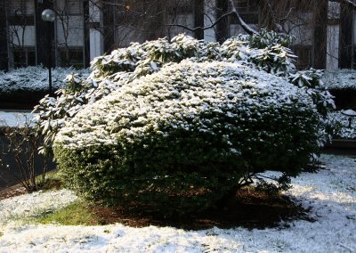 First Snow of the Season on Boxwood & Rhododendron