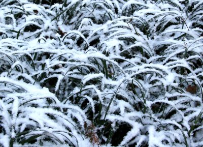 Snow Covered Liriope