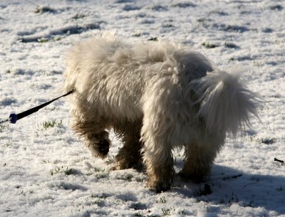 A Scruffy Bichon