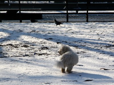 A Scruffy Bichon