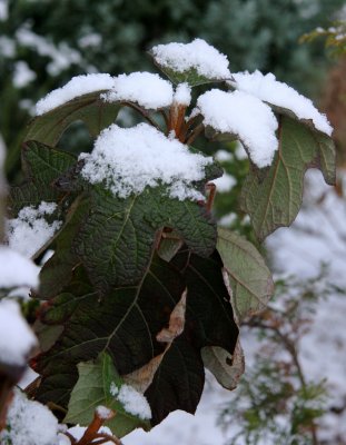 Snow on Hydrangea Foliage