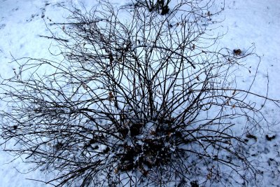 Possibly a Barberry Bush