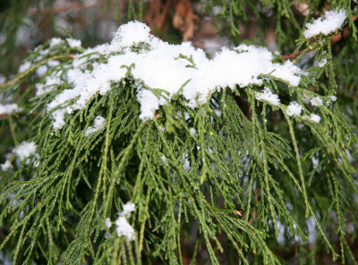 Snow on Unknown Tree Foliage