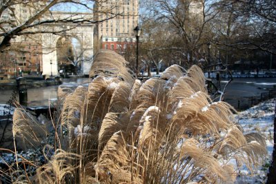 Snow on Pampas Grass & Arch View