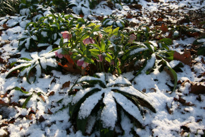 Snow on Helleborus