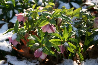 Snow on Helleborus or Lenten Roses