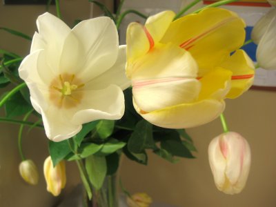 Tulips - Surgery Recovery Ward, Saint Vincent's Hospital