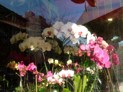 Orchids at the 6th Avenue Florist Window