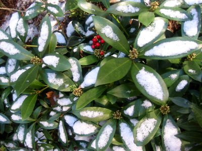 Skimmia with Snow & Red Berries