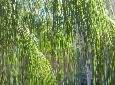 Long Needle Pine