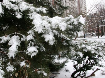 Snow on Pine Boughs - Bleecker Street View