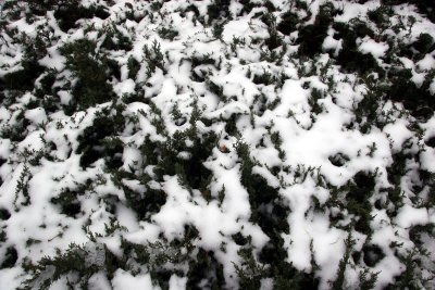 Snow on a Juniper Bush