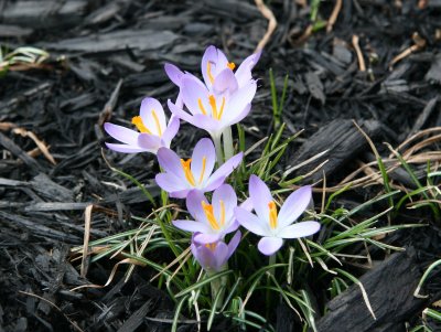 Crocus