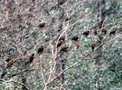 Starling Flock in a Snowstorm
