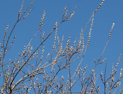 March Pussy Willow Tree Buds