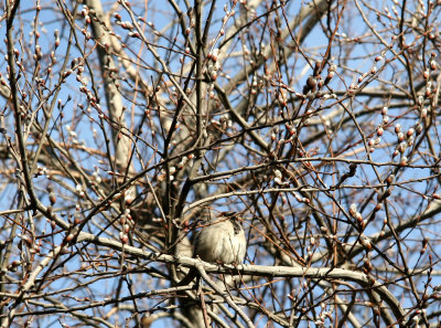 Sparrow in a Pussy Willow Tree