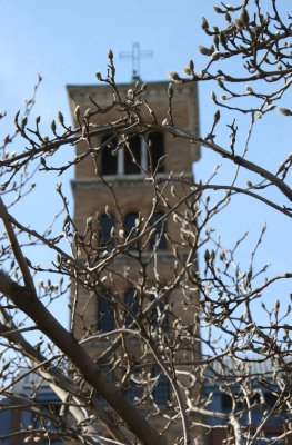 Tulip Tree Buds & Judson Church Bell Tower