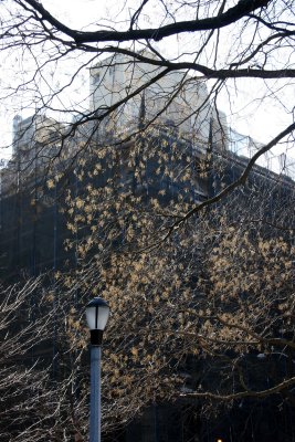 NYU Education Building & Scholar Tree Seed Pods
