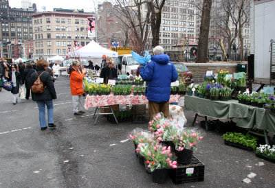 Spring Flowers for Sale