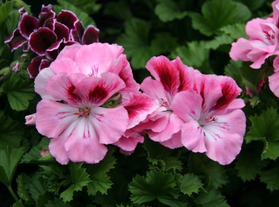 Geraniums