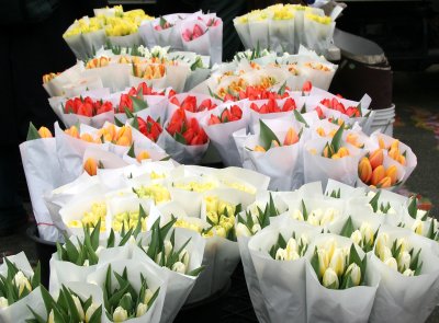 Tulips