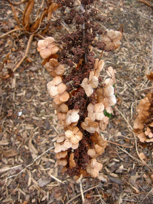 Dried Hydrangea Blossoms