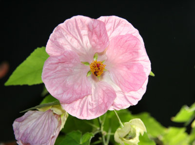 Abutilon - Flowering Maple or Malva