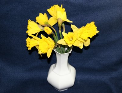 Daffodils in a White Vase