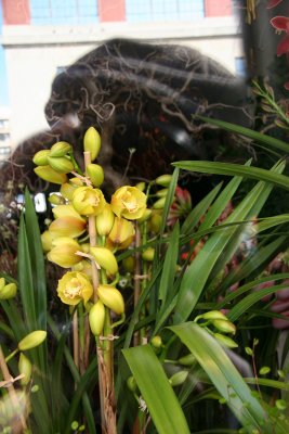 Orchids - Florist Shop Window near Barrow Street