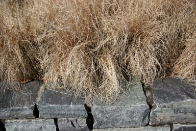 Pampas Grass on a Stone Wall