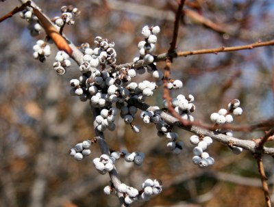 Northern Bayberry or Morella pensylvanica