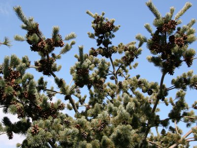 Pine Tree & Cones