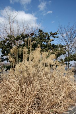 Pampas Grass & Pine Tree